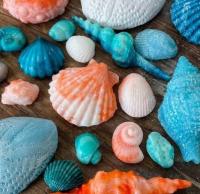 Seashells - Casting Molds - Multiple Sizes - Marine Beach Set